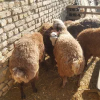 ۶راس بره نر پرواری