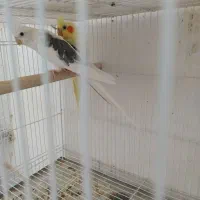 فروش عروس هلندی