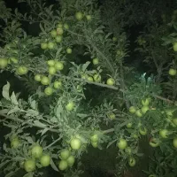 باغی بمتراژ۳۰۰۰ درحسنبیک کندلج معاوضه با آپارتمان|فروش زمین و ملک کلنگی|مرند, |دیوار