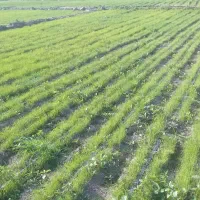 نشا پیاز سفید بذر مینرواسیوان|گل و گیاه طبیعی|درب بهشت, |دیوار