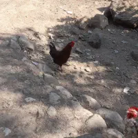 فروش خروس چهل تاج ۸ماهه