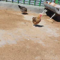 16 عدد مرغ تخم گذار 2 عدد مرغ شاخدار و 1 خروس