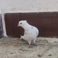 طوقی|پرنده|فردوس (خراسان), |دیوار