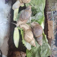 حلزون مولد 15 سانتی