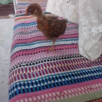 جوجه قهوه ای خوشگل