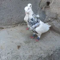 طوقی هفترنگ آس