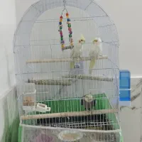 عروس هلندی|پرنده|مشهد, شهید بصیر|دیوار