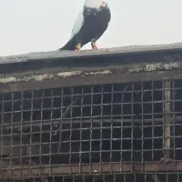 کبوتر دم سیاه