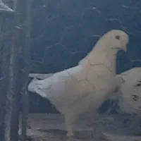 کبوتر گمشده|پرنده|فرخشهر, |دیوار