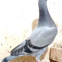کبوتر پلاکی