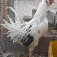 حراج و فروش خروس گلین/مرغ وخروس لاری/مرغ محلی|حراج|رفسنجان, |دیوار