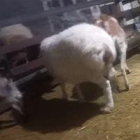 میش جوان با بره هترو