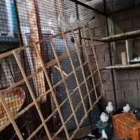 کفتر|پرنده|آبیک, |دیوار