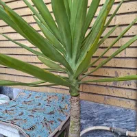 گل یوکا بونسای آپارتمانی سیکاس