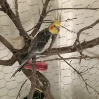 عروس هلندی سخنگو