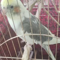 عروس هلندی