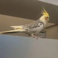 عروس هلندی درمحوطه کوچه ۵۶وآریا گم شده است