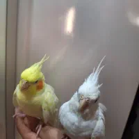 طوطی عروس هلندی لوتینو و البینو|پرنده|رشت, کوی مهر|دیوار