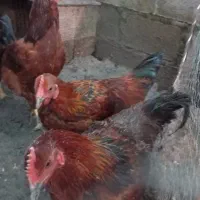 خروس محلی و جوان