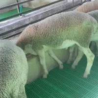 بره نرلاکن فرانسه