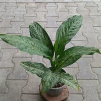 گلهای قطره باران|گل و گیاه طبیعی|لوندویل, |دیوار