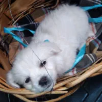 توله اشپیتز|سگ|رفسنجان, |دیوار