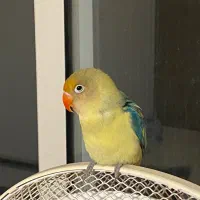 کوتوله سبز نوک قرمز دستی