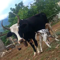 گاو دورگ جنگلی با گوساله