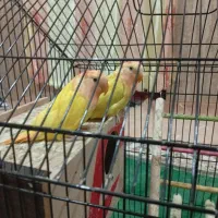 2جفت طوطی برزیلی