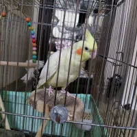 یک جفت عروس هلندی مولد نر و ماده با تخم|پرنده|تهران, امیریه|دیوار