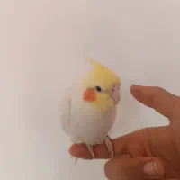 عروس هلندی|پرنده|مرودشت, فاز دوم شهرک فرهنگیان|دیوار