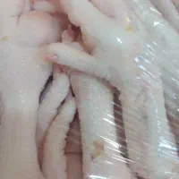 مرغ وپامرغ