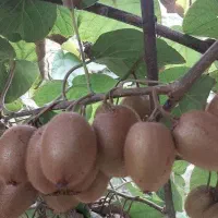 خریدار کیوی سردرختی