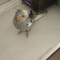 عروس هلندی|پرنده|قم, زنبیل آباد|دیوار