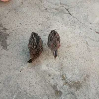 سلام دوعددبلدربچین بفروش میرسدبدون|حیوانات مزرعه|مهاباد (آذربایجان غربی), |دیوار