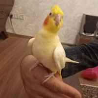 عروس هلندی|پرنده|تبریز, |دیوار