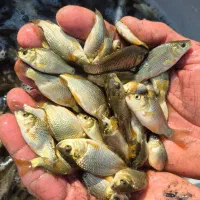 ماهی اصلاح شده