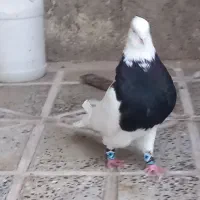 طوقی لون