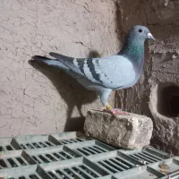 کبوتر پلاکی|پرنده|شیروان (خراسان), |دیوار