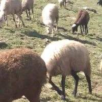 فروش فوری گوسفند|حیوانات مزرعه|چمستان, |دیوار