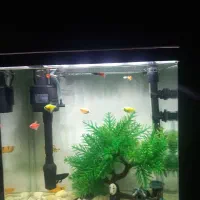 ماهی آکواریومی