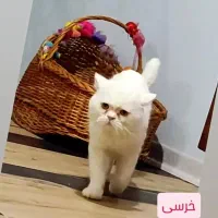 نر نژاد بریتیش اسکاتیش ۲و نیم ساله مولد|گربه|لنگرود, |دیوار