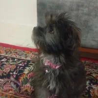 توله شیتزو تریر