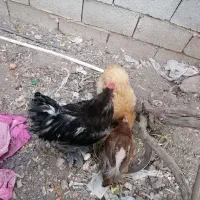 مرغ برهما|حیوانات مزرعه|شیراز, کفترک|دیوار