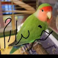 طوطی برزیلی