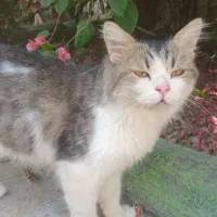 گربه خانگی