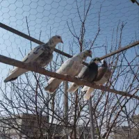 کبوتران پرشی|پرنده|ابهر, |دیوار