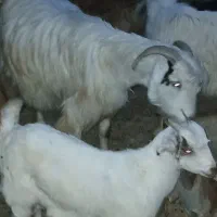 فروش فوری بز وکهره