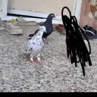 چهارتا دمسفید ۳ملیون