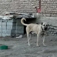 سگ سرابی